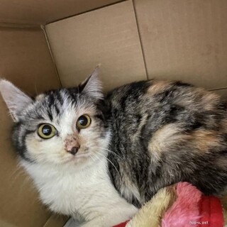 少しシャイなお喋りしょうこさん