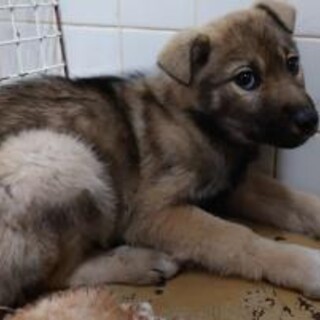 まだ2.5か月位の幼い子犬です。