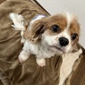 【家族世帯限定】キャバリアの里親募集。