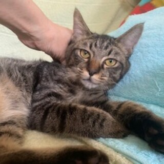 ごろスリ甘えん坊鍵しっぽのキジトラ やんま君