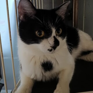 元野良ですが今は甘えてきます