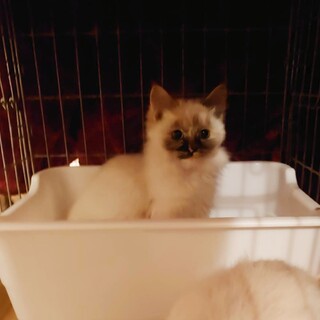 ふわふわシャム猫風の女の子2匹