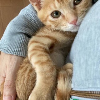 愛くるしい魅力が一杯　茶トラのげんくん