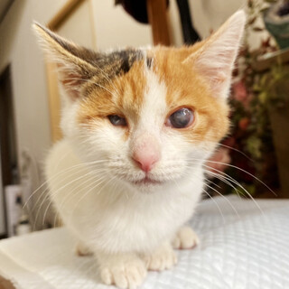 目が見えなくても普通に生活！仰天ガール ミクちゃん