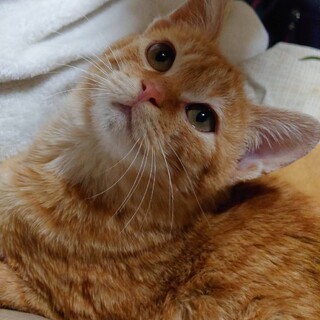 人馴れ抜群のとても可愛い茶トラ子猫のリュウ！