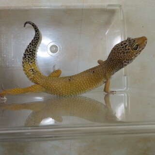 新規の募集を停止させていただきます