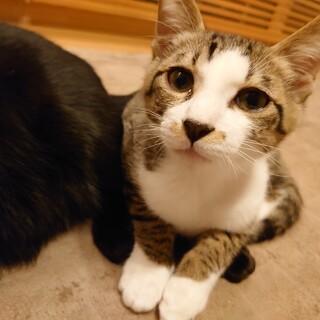 イケメンおっとり男子