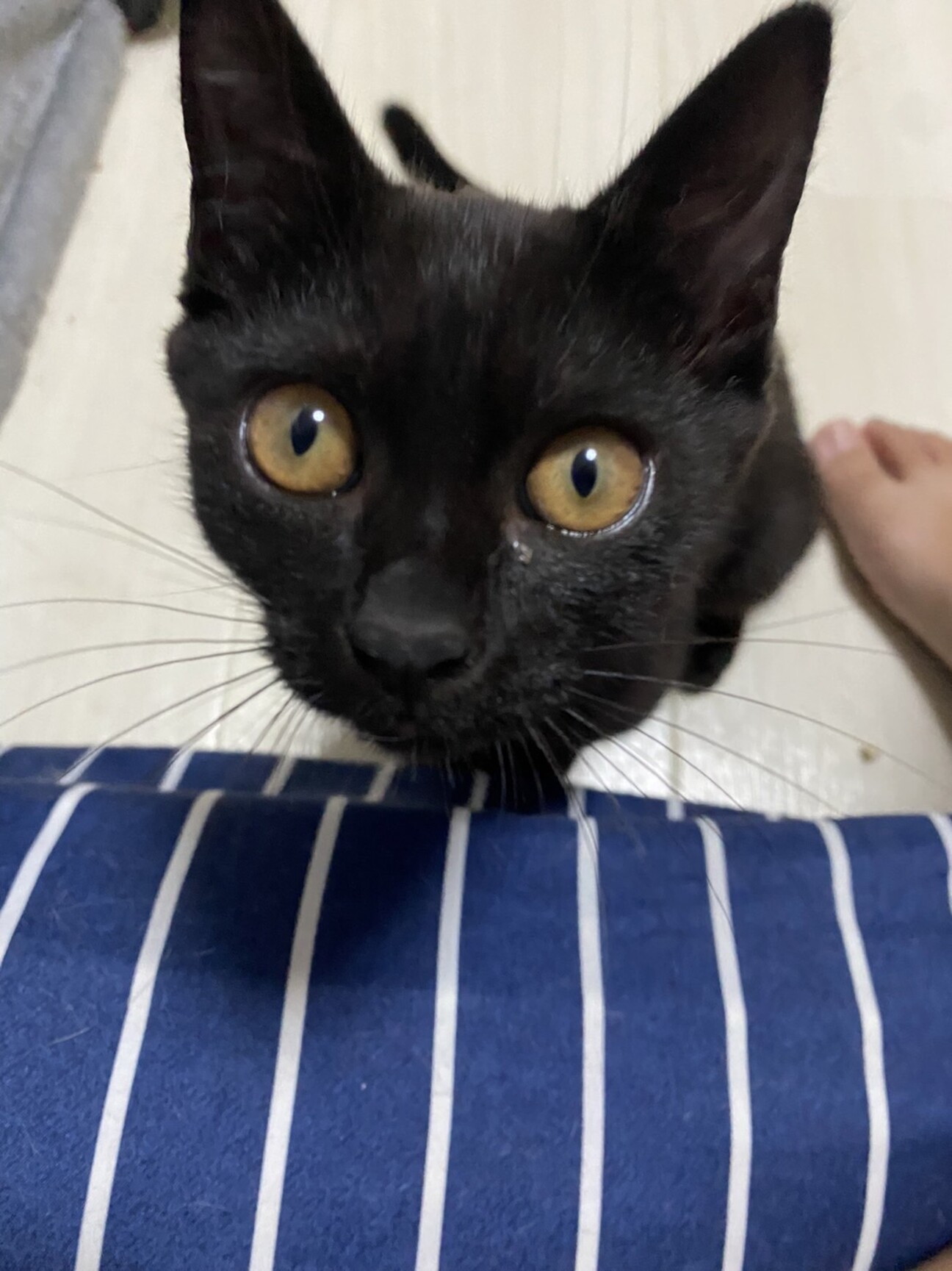 5ヶ月くらいの黒猫ミミちゃん！」大阪府 - 猫の里親募集(444542) 5枚目