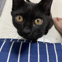 5ヶ月くらいの黒猫ミミちゃん！