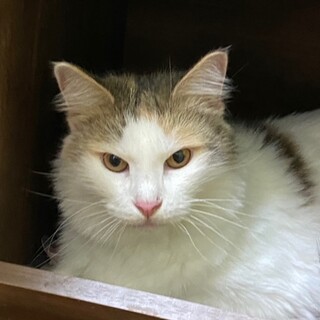 穏やかでマイペースな子です。