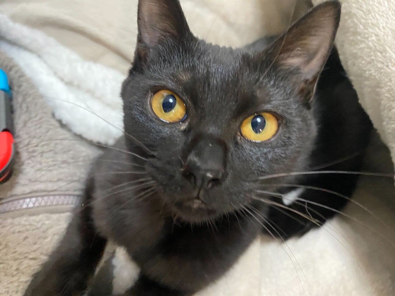 5ヶ月くらいの黒猫ミミちゃん！」大阪府 - 猫の里親募集(444542) 5枚目