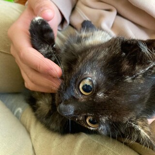 サビ２ヶ月メス★おめめぱっちりのかわいい女の子