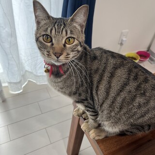 素敵な里親様と出会えました♡アーニャ