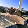 ふぅやん【ただいまメンバーシップが外れてしまってます！】