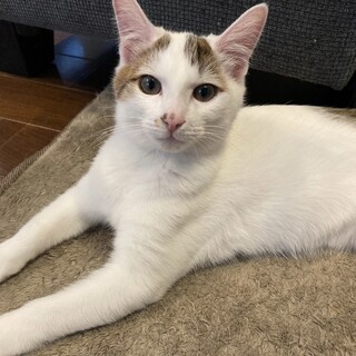 懐っこい性格で、甘え上手⭐︎きじ白男子よう