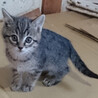 愛嬌たっぷりキジトラの男の子。生後2ヶ月の子猫。 サムネイル2