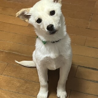 里親さま決まりました。