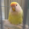 コザクラインコのメス里親募集します！