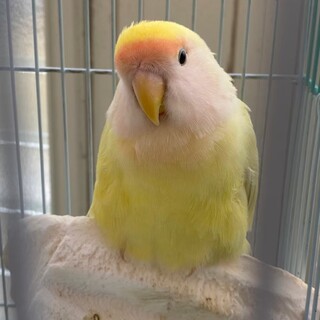 コザクラインコのメス里親募集します！