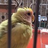 コザクラインコのメス里親募集します！ サムネイル2