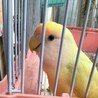 コザクラインコのメス里親募集します！ サムネイル3