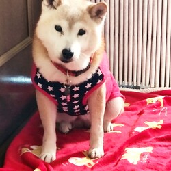 「✨✨✨♥出逢ってまる6年（＾＾）♥✨✨✨」サムネイル3