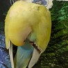 コザクラインコのメス里親募集します！ サムネイル4