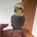 ご応募多数の為一時停止 オカメインコ