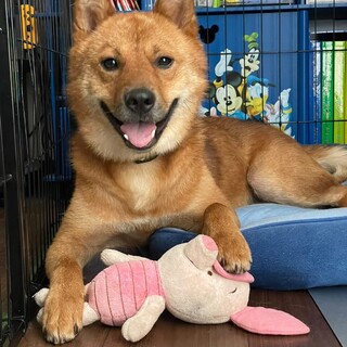 トライアル決定♪茶々丸3才