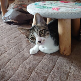 家族が見つかりました。ありがとうございました！