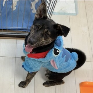 利口な黒犬の「じゅん」くん(^^)