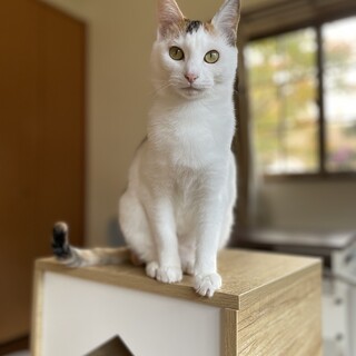 手触りが最高のつやつや三毛ちゃん