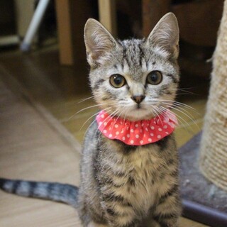 センター引き出し組可愛いぽかりちゃん