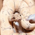 ボールパイソンの里親を募集しています