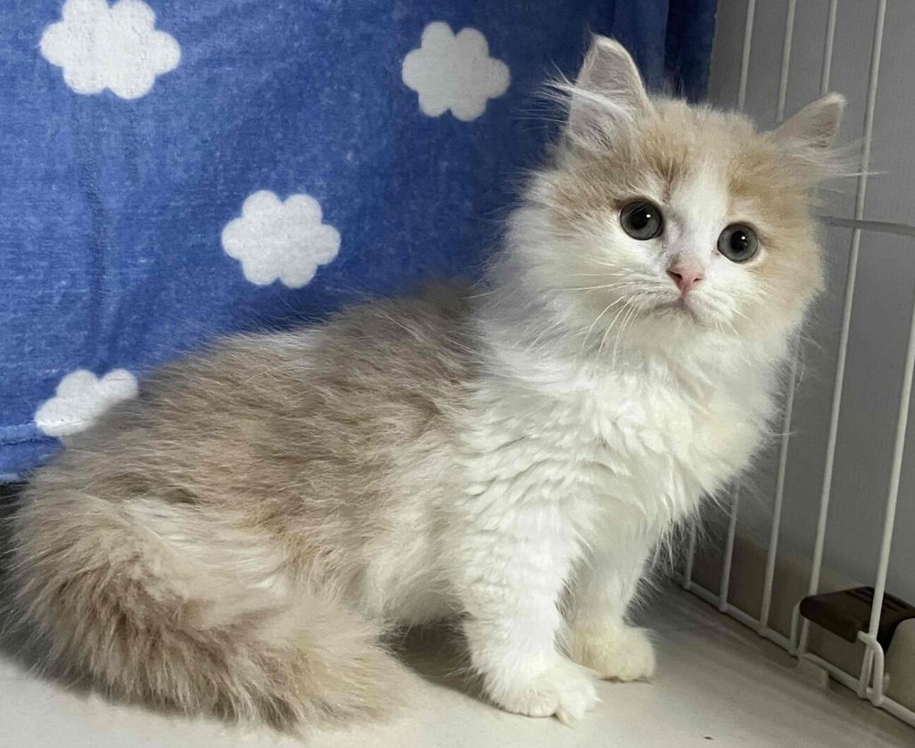 あなたのユニークなペットにぴったりの 260 以上のユニークな犬の名前