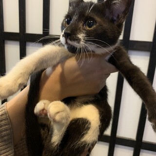 くりくりお目目☆るーしー