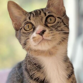 抱っこもできる人間大好き♡4ヶ月の男の子タイガ♡