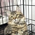 保護猫♂長毛美猫☆レオ君・3~4か月位