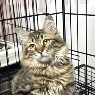 保護猫♂長毛美猫☆レオ君・3~4か月位