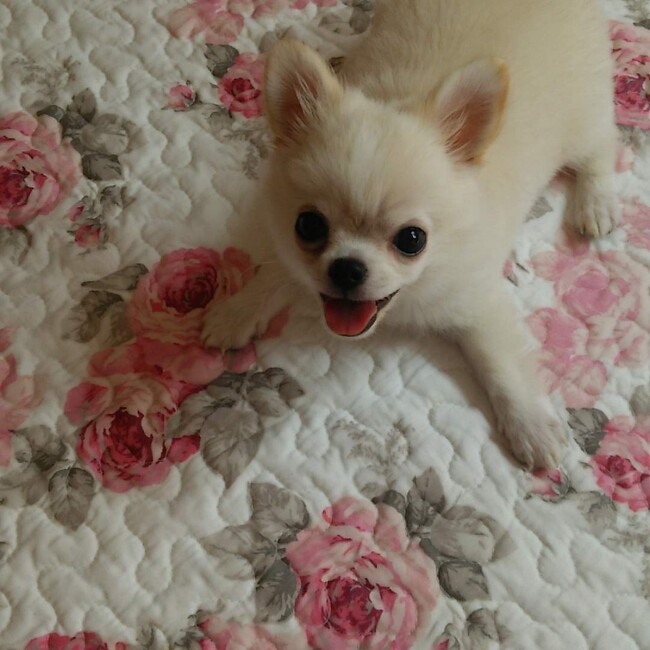 プリティチワワのカバー写真