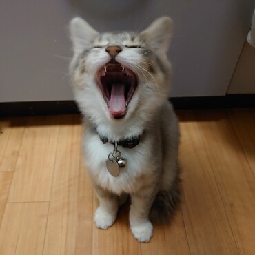 の写真