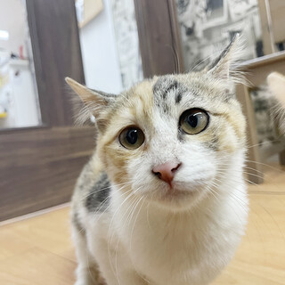 【３ヶ月♀】三毛　きゃりこちゃん