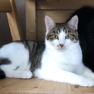 他猫がすき◎穏やかな若い男の子・猫はじめてOK