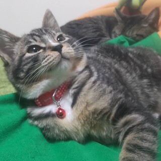 ぷっくり丸顔元気印の女の子