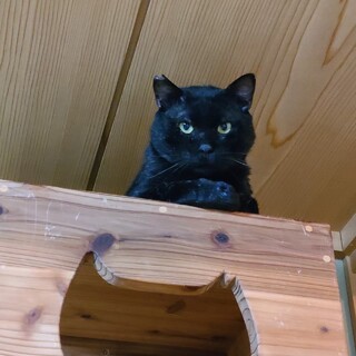 女の子猫に大人気センくん【飛騨】