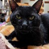 女の子猫に大人気センくん【飛騨】 サムネイル2