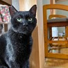 女の子猫に大人気センくん【飛騨】 サムネイル3