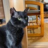 女の子猫に大人気センくん【飛騨】 サムネイル4