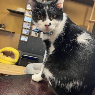 愛嬌ある模様がチャームポイント☆ぱく