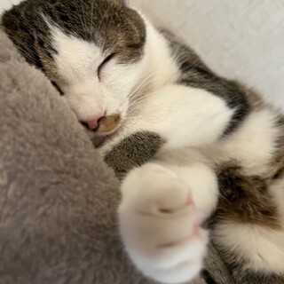 スリスリ甘え上手のしーまちゃん【飛騨】